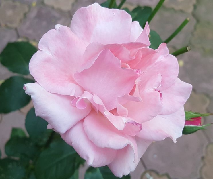  - U-GRADINA MEA