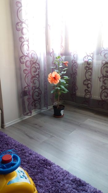  - Plantele mele