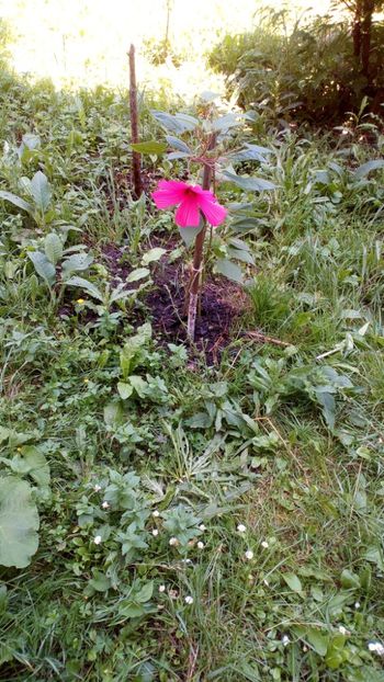  - Plantele mele