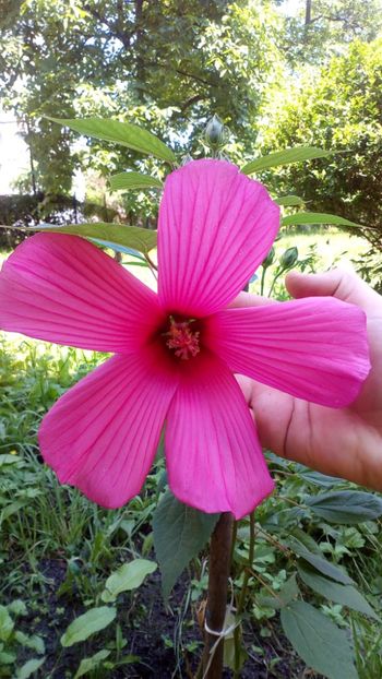  - Plantele mele