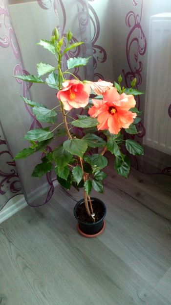  - Plantele mele
