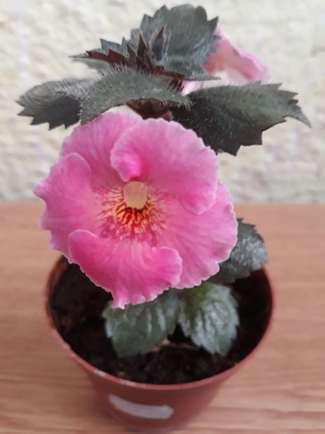 2019 - R20 - Arletta Pink