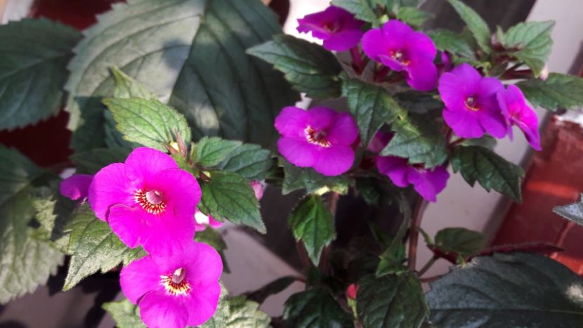 Caprice - 10 Achimenes 2019