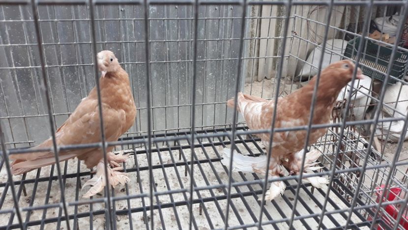  - De vînzare jucători de botoșani