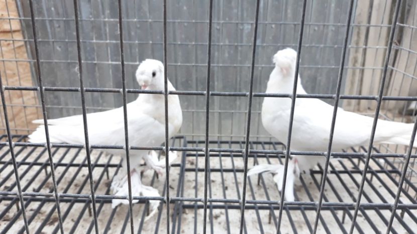  - De vînzare jucători de botoșani