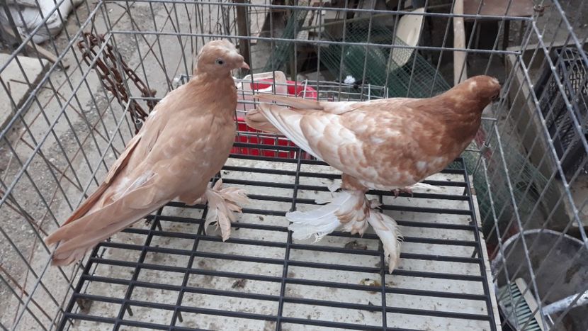  - De vînzare jucători de botoșani