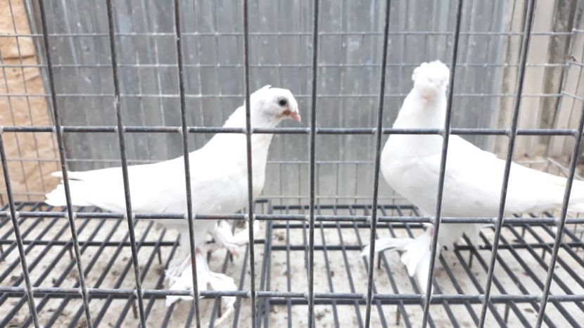  - De vînzare jucători de botoșani