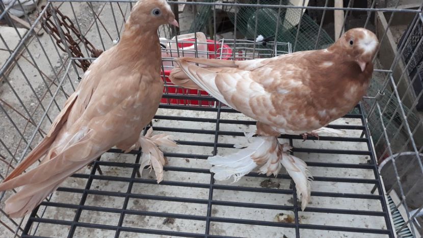  - De vînzare jucători de botoșani