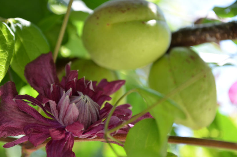  - dragostea  de natura