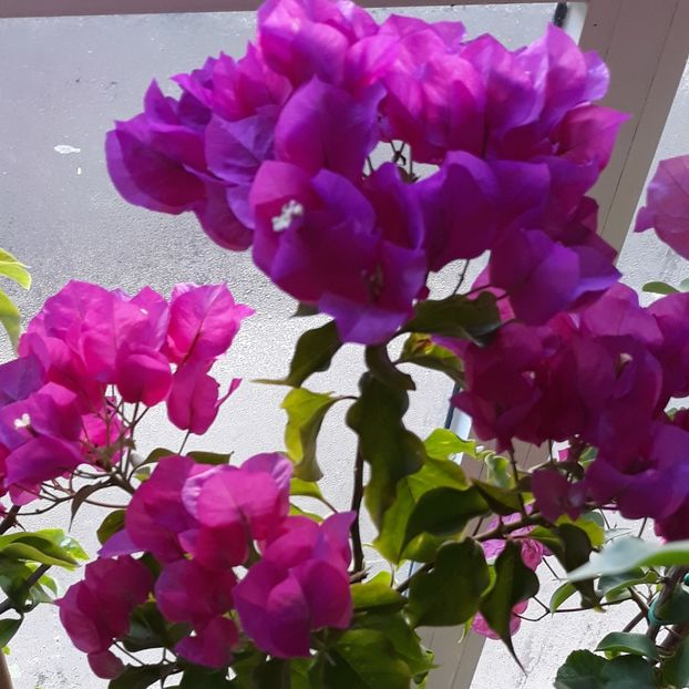  - Bougainvillea 2019-2020