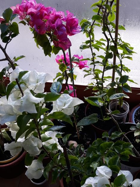  - Bougainvillea 2019-2020