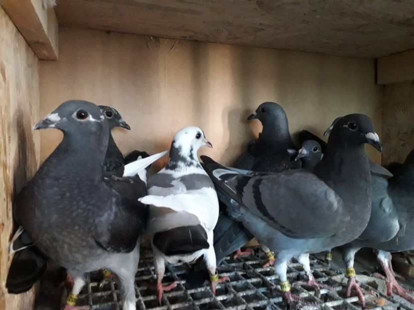 generatia 2019 - 000-Reproductie