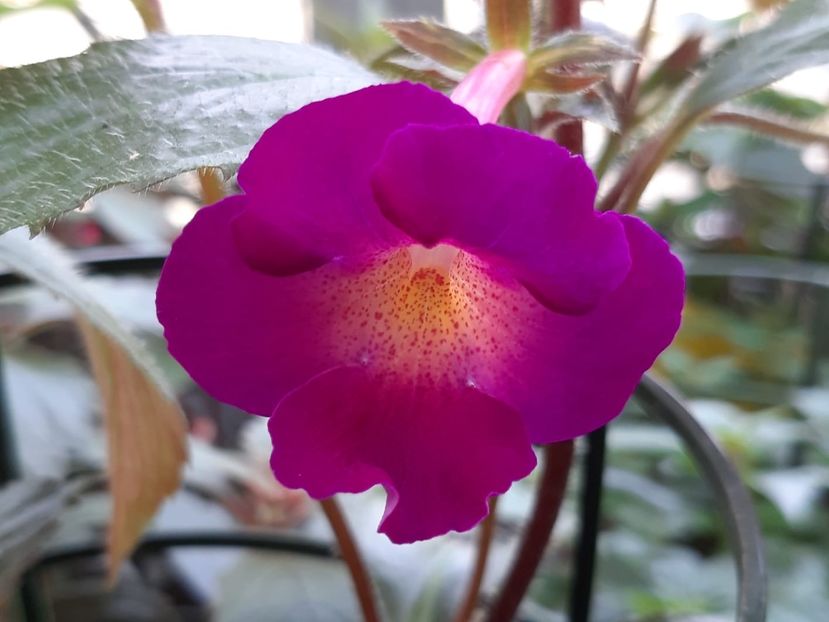 BriD’s Amata - Achi din semințe BriDs 2018