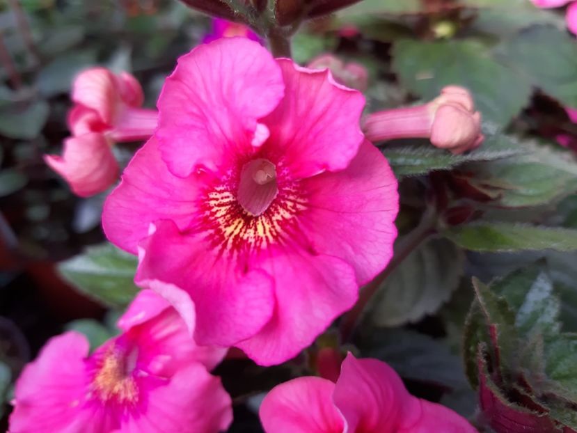 BriD’s Pritty Pink - Achi din semințe BriDs 2018