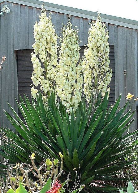 66f9a59324a8e760cf8e9896d4e4d359--yucca-filamentosa-flower-gardening - YUCCA DE GRĂDINĂ