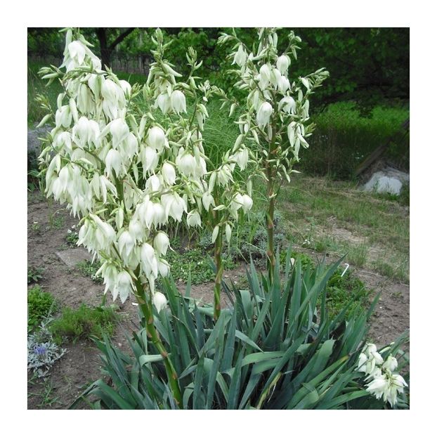 yucca-de-gradina - YUCCA DE GRĂDINĂ