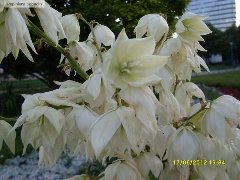 yucca-filamentosa-floare - YUCCA DE GRĂDINĂ