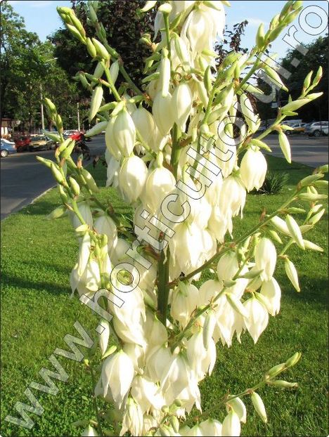 Yucca-filamentosa-inmultire - YUCCA DE GRĂDINĂ