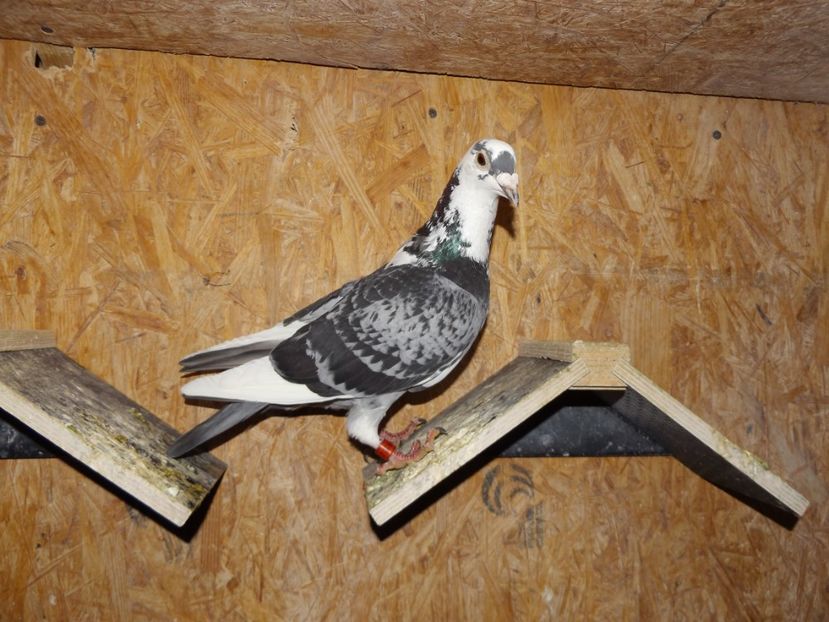 vindut - vinzare masculi 30 19 06 2019