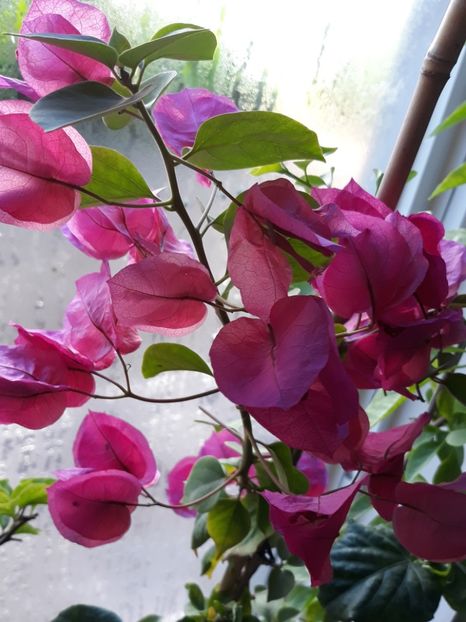  - Bougainvillea 2019-2020