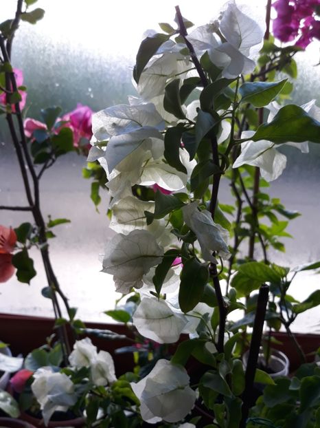  - Bougainvillea 2019-2020