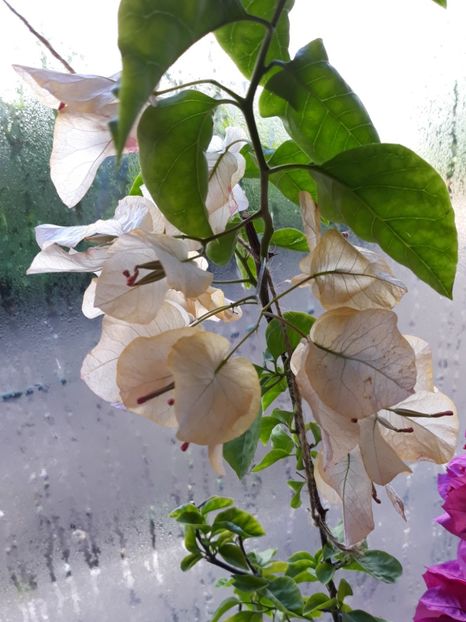 - Bougainvillea 2019-2020