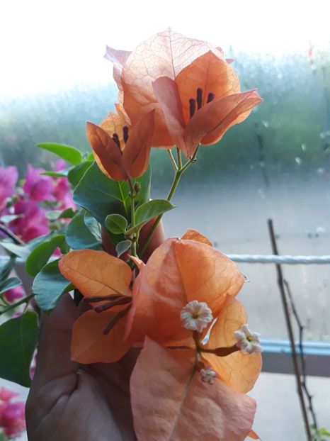  - Bougainvillea 2019-2020