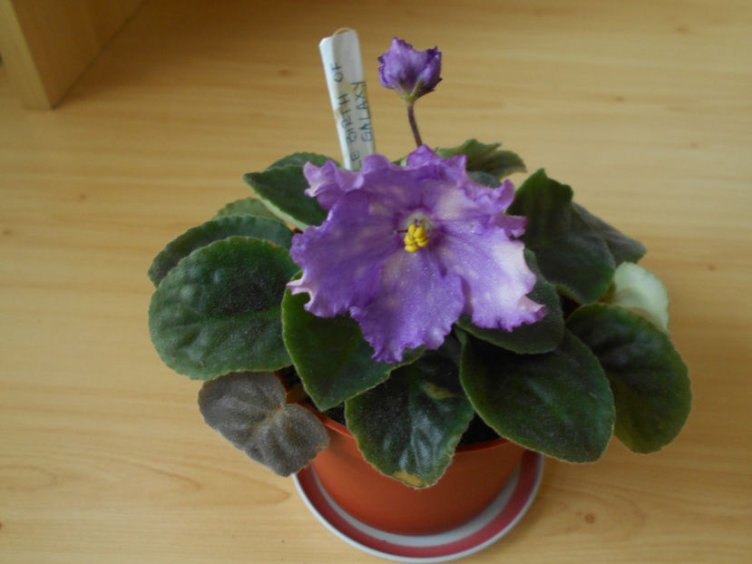  - LE Birth of Galaxy