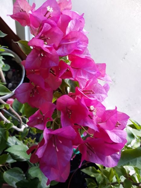  - Bougainvillea 2019-2020