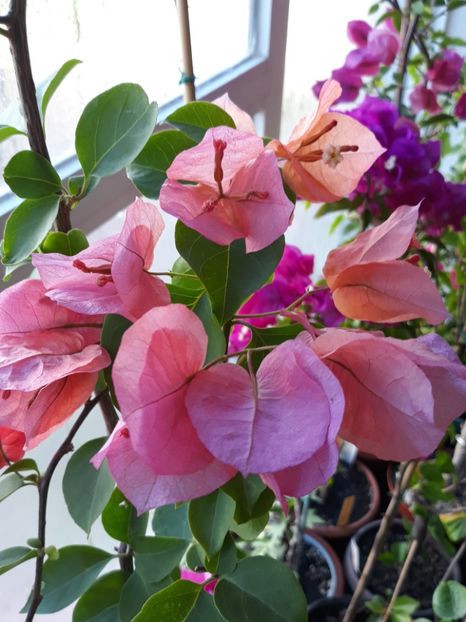  - Bougainvillea 2019-2020