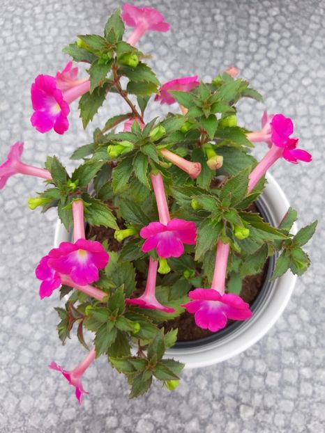 BriD’s Kleine - Achi din semințe BriDs 2019