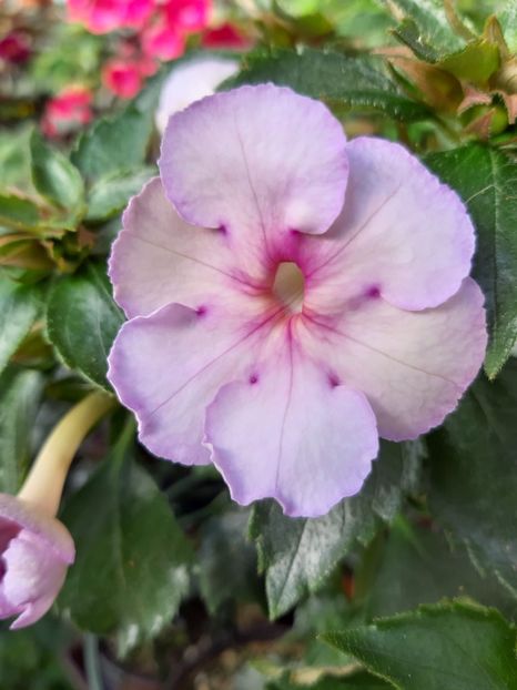 BriD’s Daniel - Achi din semințe BriDs 2018