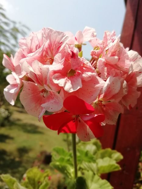 19.06 - Muscate 2019