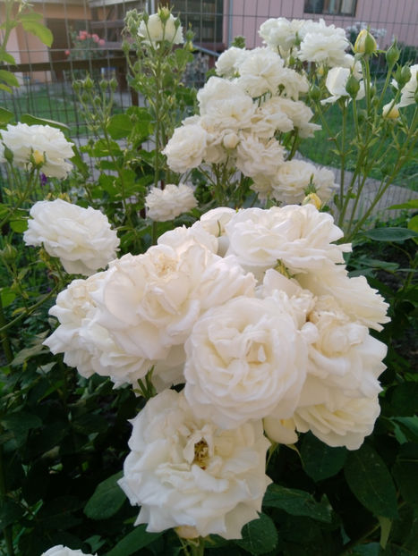  - Gradina iunie 2019