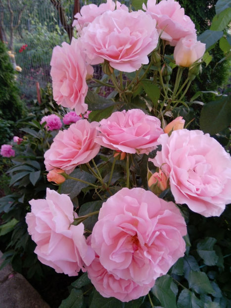  - Gradina iunie 2019