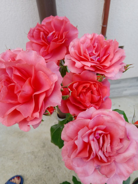  - Gradina iunie 2019