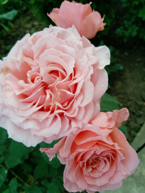  - Gradina iunie 2019