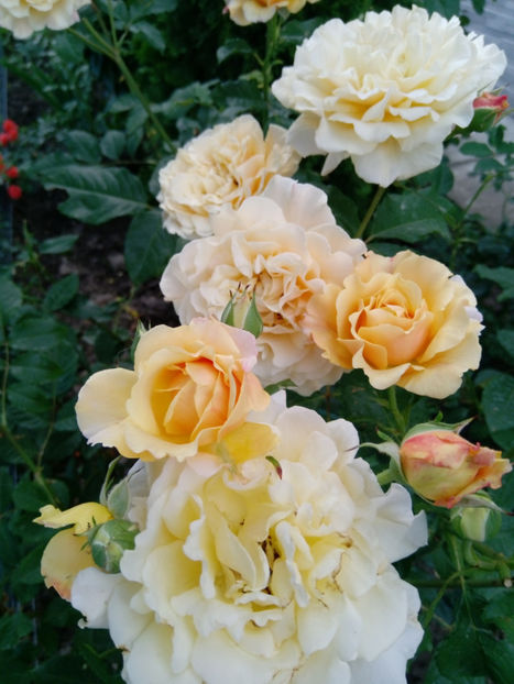  - Gradina iunie 2019