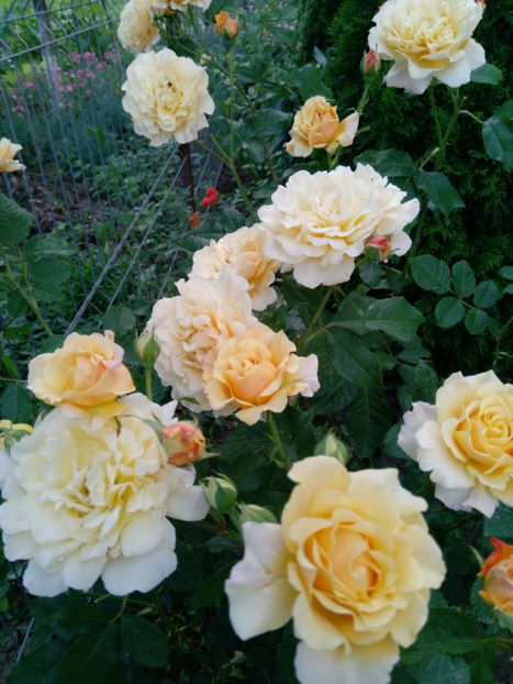  - Gradina iunie 2019