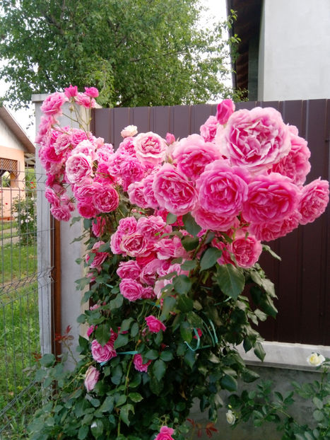  - Gradina iunie 2019