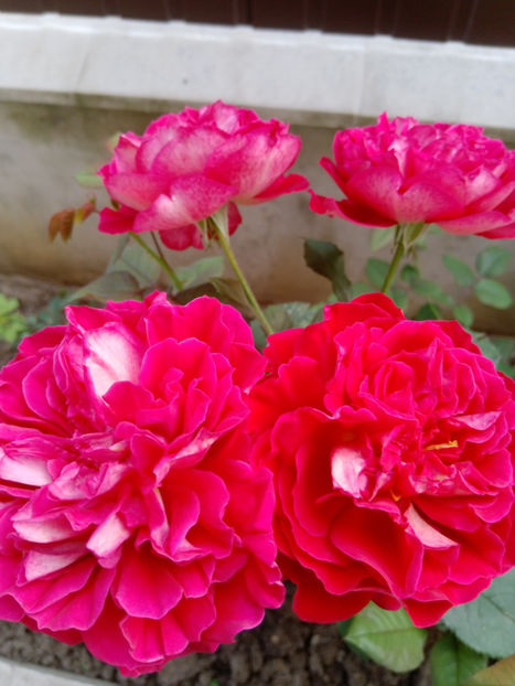  - Gradina iunie 2019