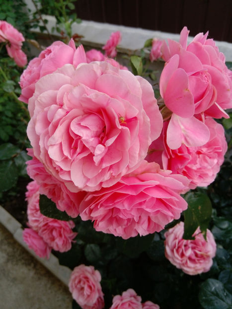  - Gradina iunie 2019