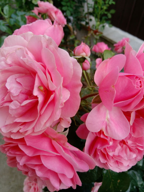  - Gradina iunie 2019