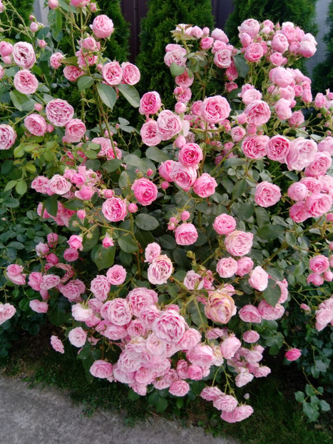  - Gradina iunie 2019