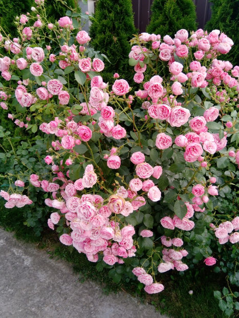  - Gradina iunie 2019