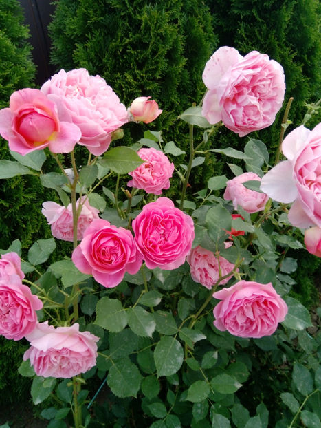  - Gradina iunie 2019