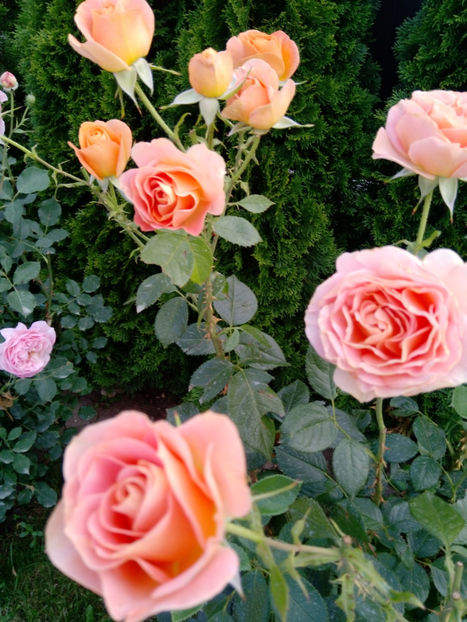  - Gradina iunie 2019