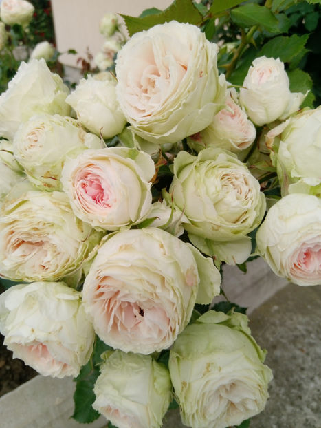  - Gradina iunie 2019