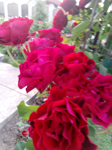  - Gradina iunie 2019