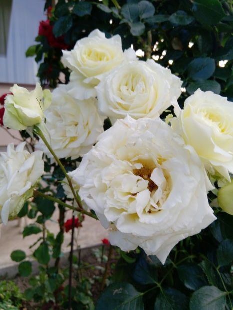  - Gradina iunie 2019